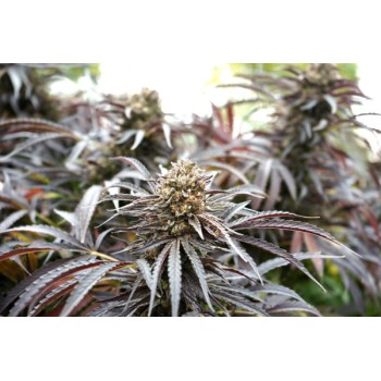 Ghost of NYC 
- NYC Diesel x Geist OG (non circolato) 4 way
- Indica 70% / Sativa 30% 2