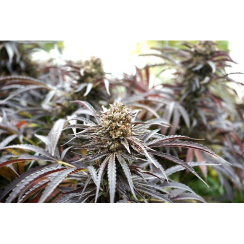 Ghost of NYC - Humboldt Seed Organization...