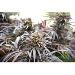 Ghost of NYC - Humboldt Seed Organization femminizzati