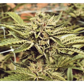 Cinnamon Buddha OG
- Triangle OG x Fire OG
- Indica 85% / Sativa 15%