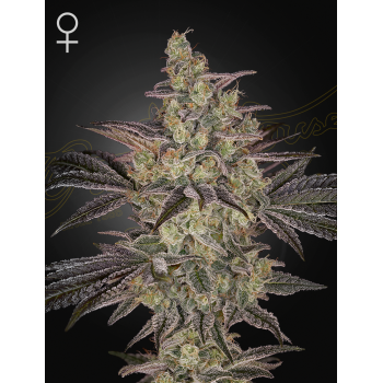 Frosted Guava Autoflowering - Green House Seeds