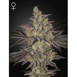 Frosted Guava Autoflowering - Green House Seeds