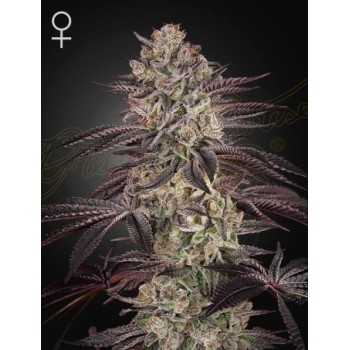 Biscotti Autoflowering - Green House Seeds