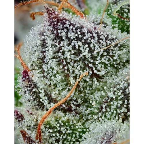 Black Cherry Gushers - Barney's Farm femminizzati
