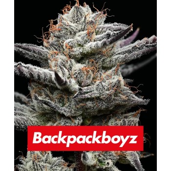 Black Cherry Gushers - Barney's Farm femminizzati