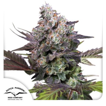 Candy Bubatz XL - Dutch Passion femminizzati