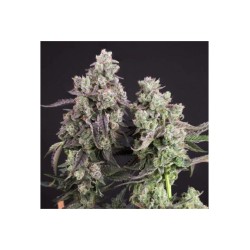 Candy Bubatz XL - Dutch Passion femminizzati