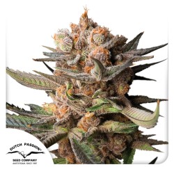 Auto Frozen Biscotti - Dutch Passion femminizzati