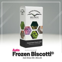 Auto Frozen Biscotti - Dutch Passion femminizzati