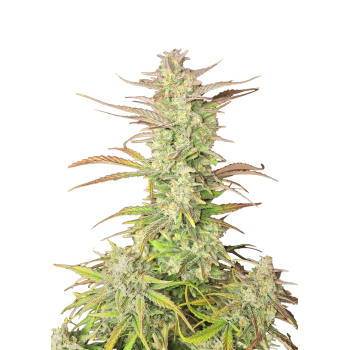 Z-Up Auto - Fast Buds femminizzati