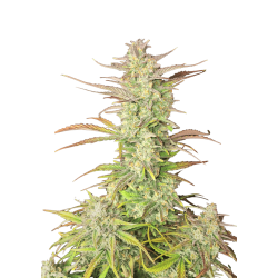 Z-Up Auto - Fast Buds femminizzati