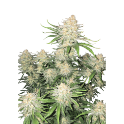 Frostbanger Auto- Fast Buds femminizzati