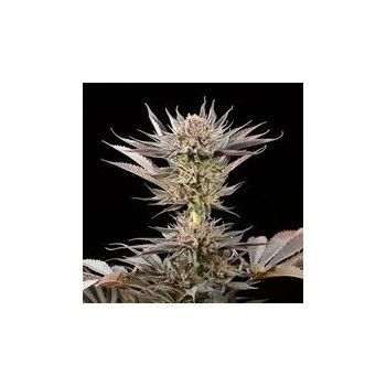 Lemon Tree 2.0 - Silent Seeds femminizzati