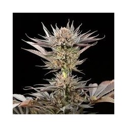 Lemon Tree 2.0 - Silent Seeds femminizzati