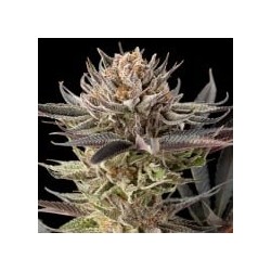 Lemon Tree 2.0 - Silent Seeds femminizzati