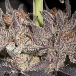 Lemon Tree 2.0 - Silent Seeds femminizzati