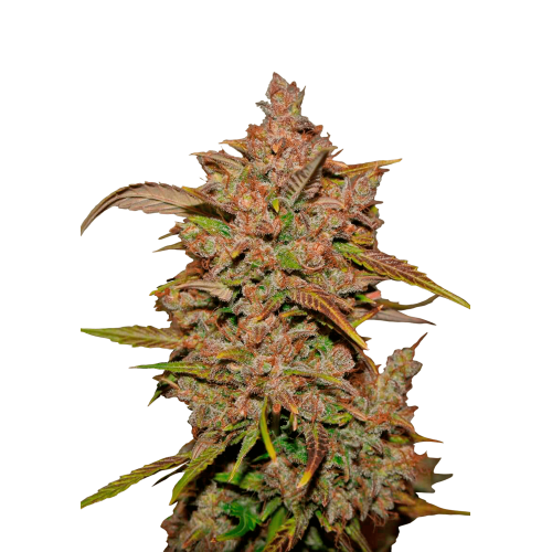 Crystal Meth Auto - Fast Buds femminizzati