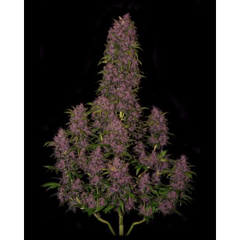 Crystal Meth Auto - Fast Buds femminizzati