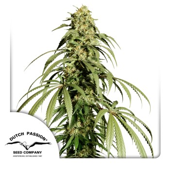 Ice Cream Haze
- Haze x  Ice Cream Cake (Gelato x Wedding Cake)
- Dominanza Sativa
- 8-10 Settimane