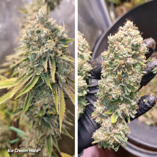 Ice Cream Haze - Dutch Passion femminizzati