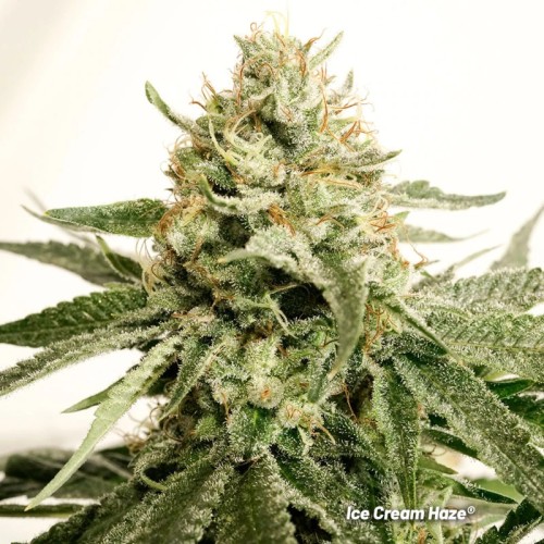 Ice Cream Haze - Dutch Passion femminizzati