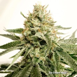 Ice Cream Haze - Dutch Passion femminizzati
