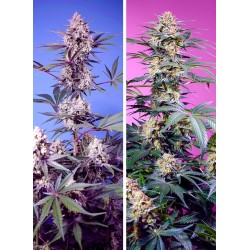 Sweet Monster Mix - Sweet Seeds femminizzati