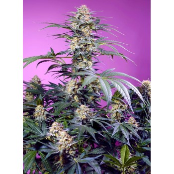 Monster Maker - Sweet Seeds femminizzati