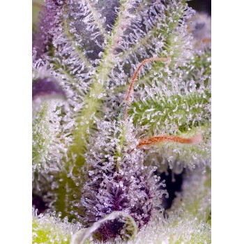 Monster Maker - Sweet Seeds femminizzati 2