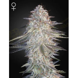 Super Lemon Haze X Pink Candy - Green House Seeds