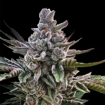 Acai Jelly By Sherbinskis - Silent Seeds femminizzati