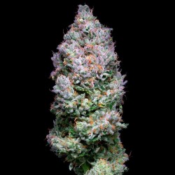 Acai Jelly By Sherbinskis - Silent Seeds femminizzati