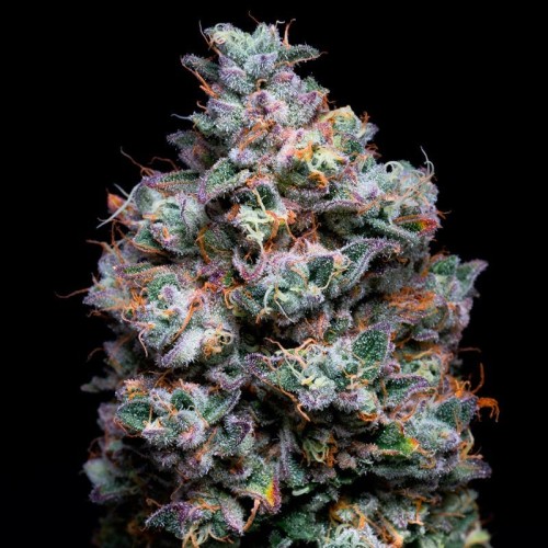 Acai Jelly By Sherbinskis - Silent Seeds...