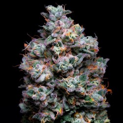 Acai Jelly By Sherbinskis - Silent Seeds femminizzati