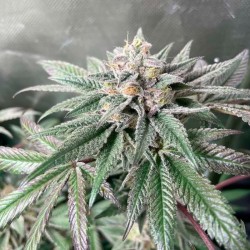 Acai Jelly By Sherbinskis - Silent Seeds femminizzati