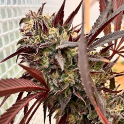 Acai Jelly By Sherbinskis - Silent Seeds femminizzati