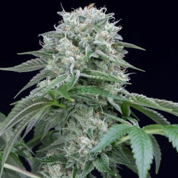 Starfire OG - Silent Seeds femminizzati