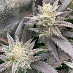 Starfire OG - Silent Seeds femminizzati