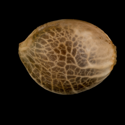 Starfire OG - Silent Seeds femminizzati