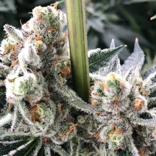 B-45 By Booba - Silent Seeds femminizzati