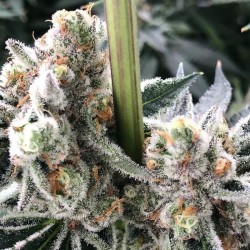 B-45 By Booba - Silent Seeds femminizzati