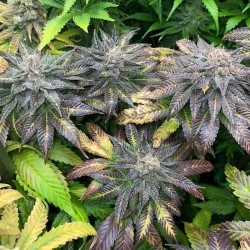 B-45 By Booba - Silent Seeds femminizzati