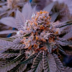 B-45 By Booba - Silent Seeds femminizzati