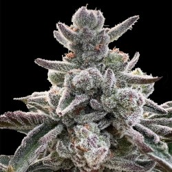 Polar Gelato by Sherbinskis - Silent Seeds femminizzati