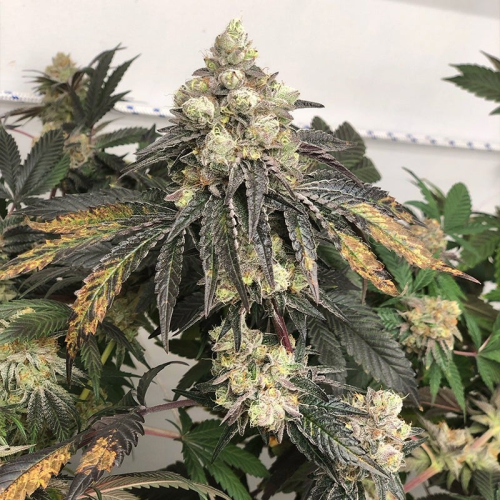 Polar Gelato by Sherbinskis - Silent Seeds...
