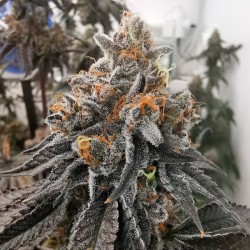 Polar Gelato by Sherbinskis - Silent Seeds femminizzati