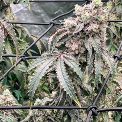 Polar Gelato by Sherbinskis - Silent Seeds femminizzati