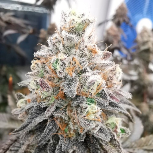 Polar Gelato by Sherbinskis - Silent Seeds...