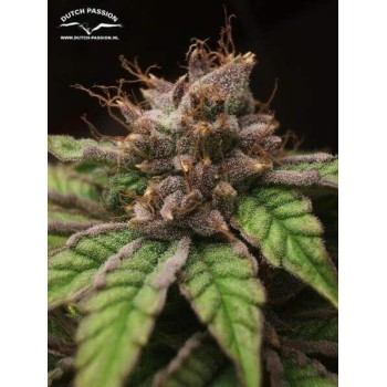 Blueberry - Dutch Passion femminizzati Dutch Passion €39,95 2