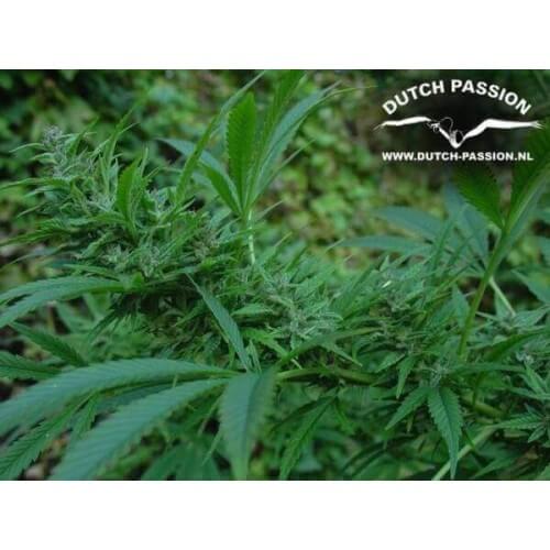 Blueberry - Dutch Passion femminizzati Dutch Passion €39,95